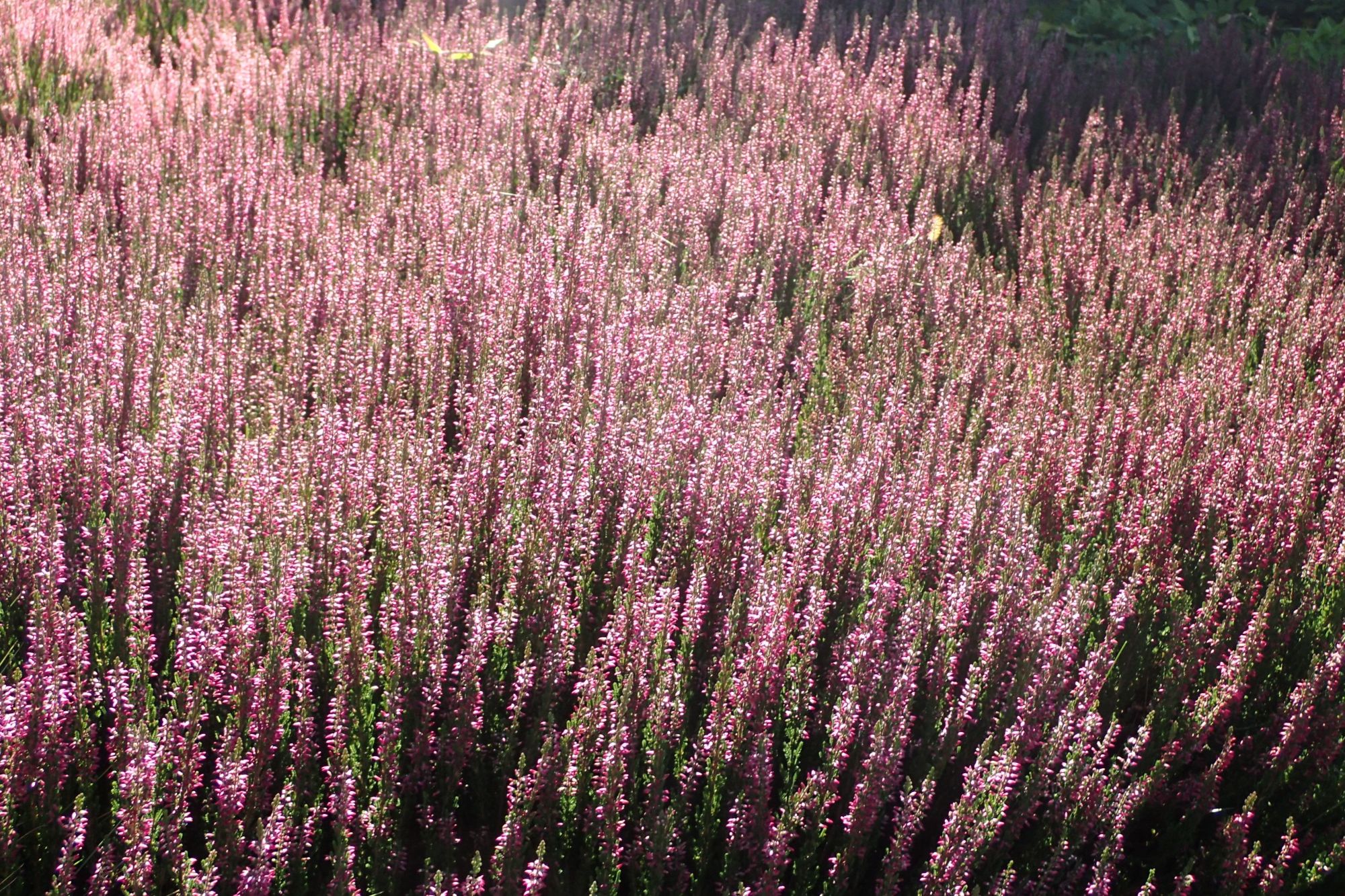 kış bahçesi bitkileri