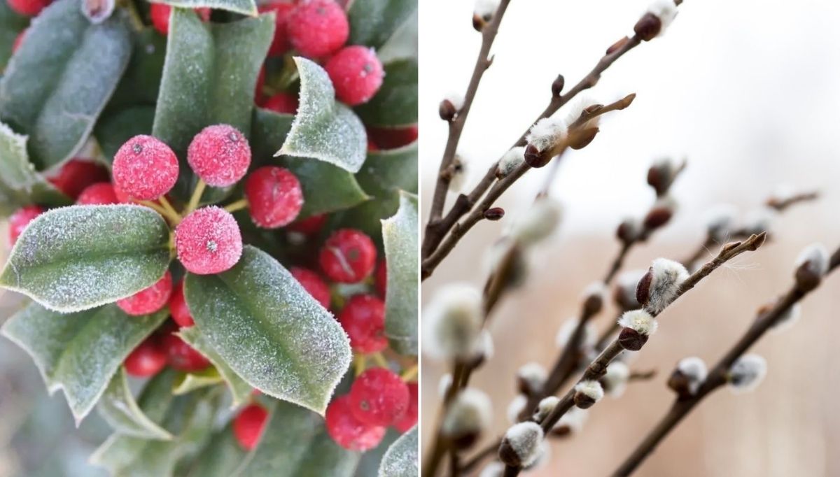 Soğuk Havalara Dayanıklı Yapısıyla Yıl Boyu İçinizi Açacak Kış Bahçesi Bitkileri