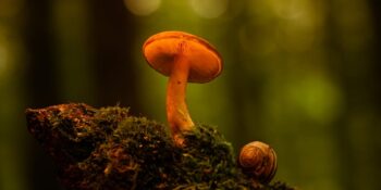 Mantarlar Hakkında Muhtemelen Daha Önce Duymadığınız 16 İlginç Bilgi