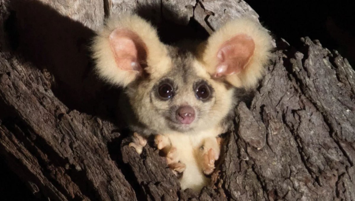 hayvanlar yas tutar mı