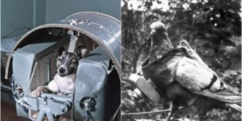 Laika’dan Hachikō’ya: Hikayeleriyle Tarihte Unutulmaz Bir İz Bırakan Dünyanın En Ünlü 8 Hayvanı