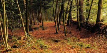 Doğa Korkusu Olarak Bilinen Biyofobi (Biophobia) Tam Olarak Nedir, Nasıl Ortaya Çıktı?