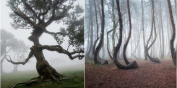 Fantastik Diyarlardan Fırlamış Gibi Görünen Avrupa Kıtasındaki 8 Orman