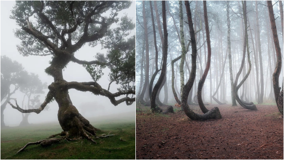 Fantastik Diyarlardan Fırlamış Gibi Görünen Avrupa Kıtasındaki 8 Orman