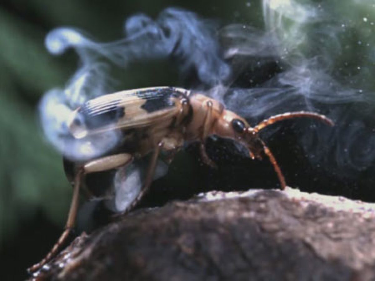 hayvanların ilginç savunma mekanizmaları