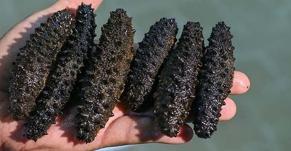 hayvanların ilginç savunma mekanizmaları