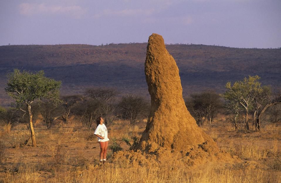 doğanın icat ettiği şeyler