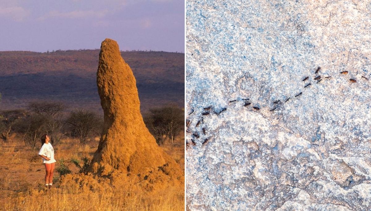 Klima Sistemlerinden Su Tutmayan Yüzeylere: Doğanın İnsanlardan Önce İcat Ettiği 10 Şey