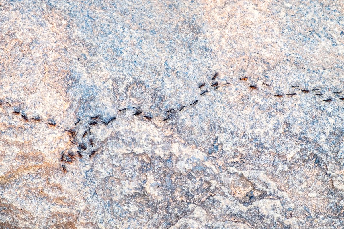 doğanın icat ettiği şeyler