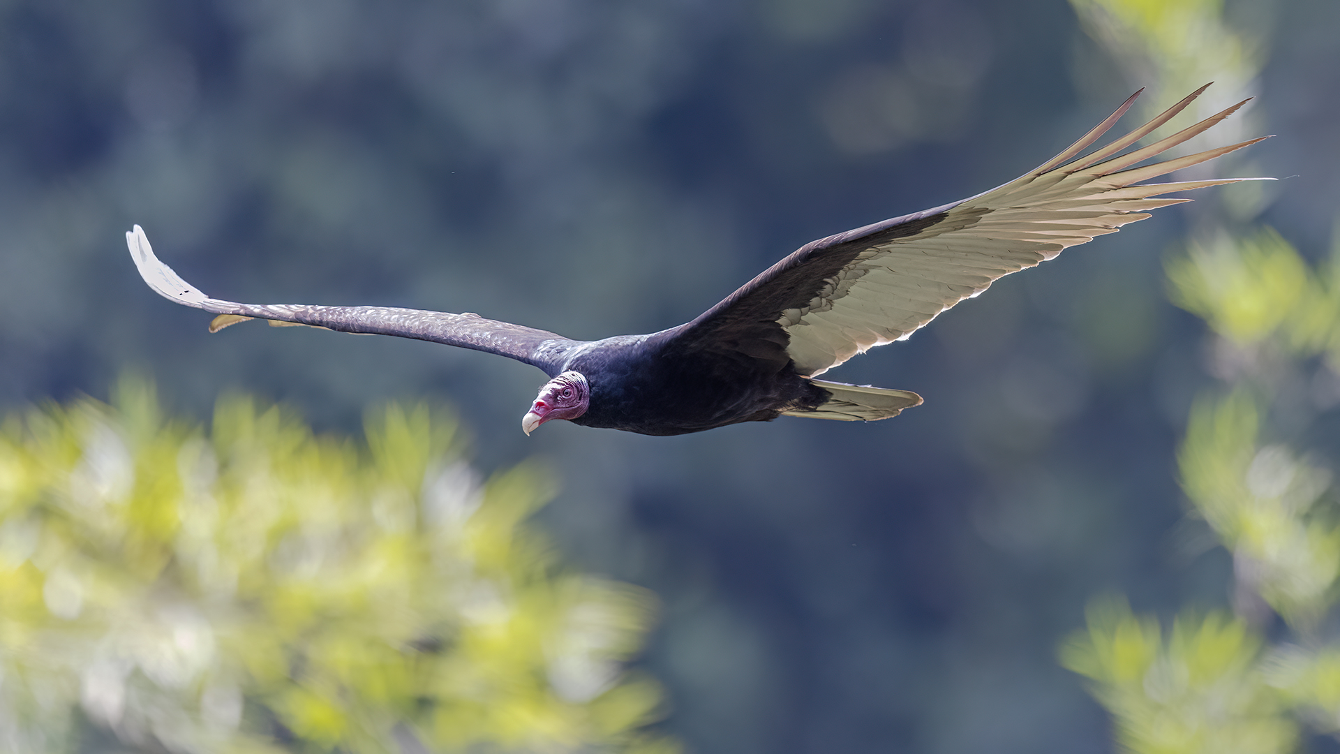 hayvanların ilginç savunma mekanizmaları