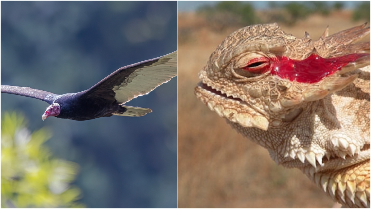 Vücudunu Patlatandan İç Organlarını Fırlatana: Sıra Dışı Savunma Mekanizmasına Sahip Olan 7 Hayvan