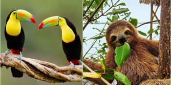Büyüleyici Bir Habitat! Tropikal Yağmur Ormanlarında Yaşayan 10 Hayvan