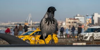 Şehirlerin En Zeki Sakini: Kargalar Hakkında 10 Şaşırtıcı Gerçek