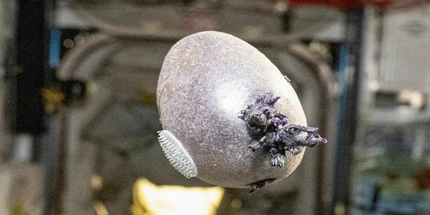 Uzayda Yetişen Mor Patates: Geleceğin Sofrasına Hoş Geldin