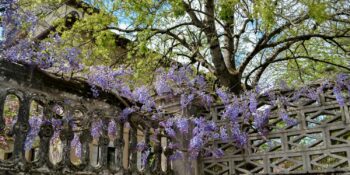 Bahçede Sorun Yaratan 6 Popüler Bitki ve Yerine Ne Dikmeli?