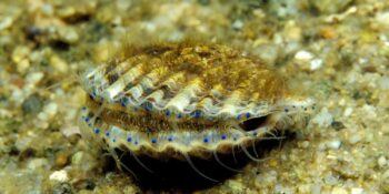 Tüm Vücuduyla Gören Canlı: Deniz Tarağı Hakkında Şaşırtıcı 10 Bilgi