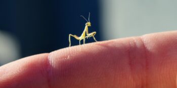Dünyanın En Küçük Böcekleri: Gözle Zor Görülen 7 Minik Canlı