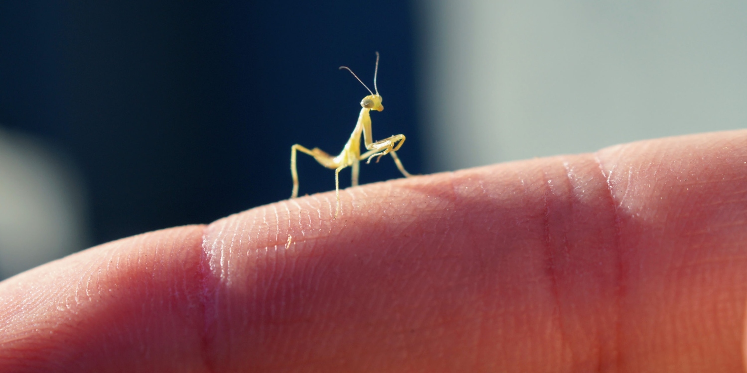 Dünyanın En Küçük Böcekleri: Gözle Zor Görülen 7 Minik Canlı