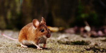 Fareler peynir sevmiyor mu? Hayvanların beslenmesi hakkında doğru bilinen yanlışlar