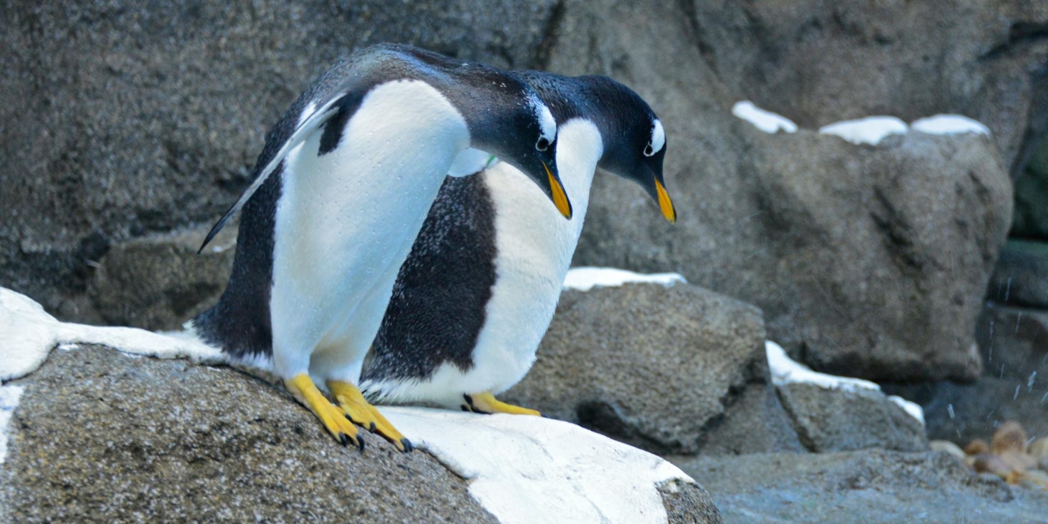 Doğada İnsan Gibi Davranışlar Sergileyen 7 İlginç Hayvan