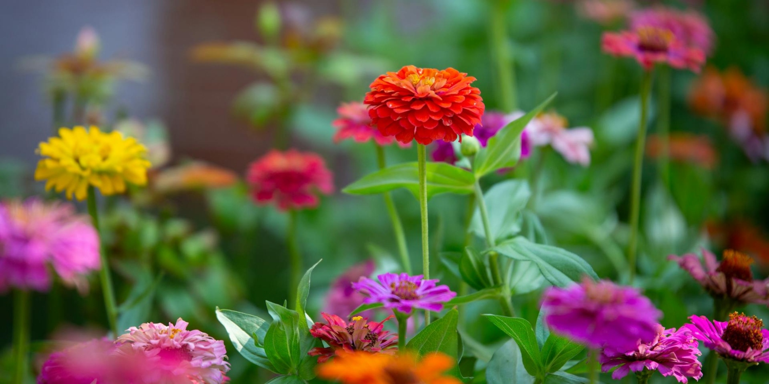 Nisan Ayında Bahçenize Kolayca Ekebileceğiniz 5 Çiçek