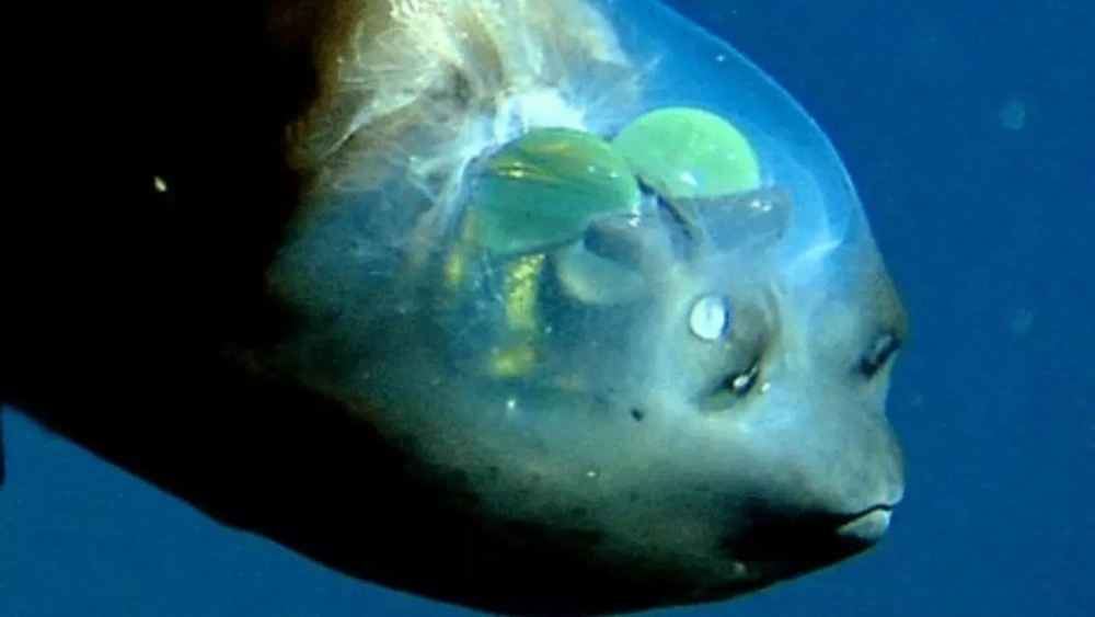 korkunç deniz canlıları