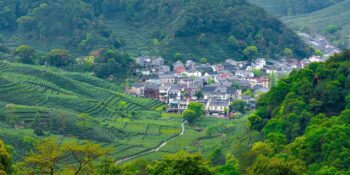 Hangzhou’da Bir Çay Yolculuğu: Dünyaca Ünlü Longjing’in Hikâyesi