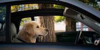 Birlikte Seyahat Edebilmek İçin Yolculukları Seven 7 Köpek Irkı