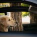 Birlikte Seyahat Edebilmek İçin Yolculukları Seven 7 Köpek Irkı